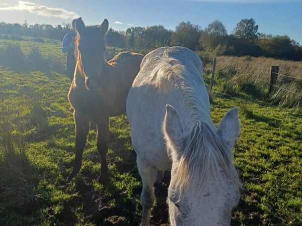 Class 1 Connemara Broodmare with 6 month filly - Main image