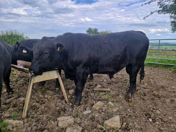 Pedigree Aberdeen Angus Bulls - Main image