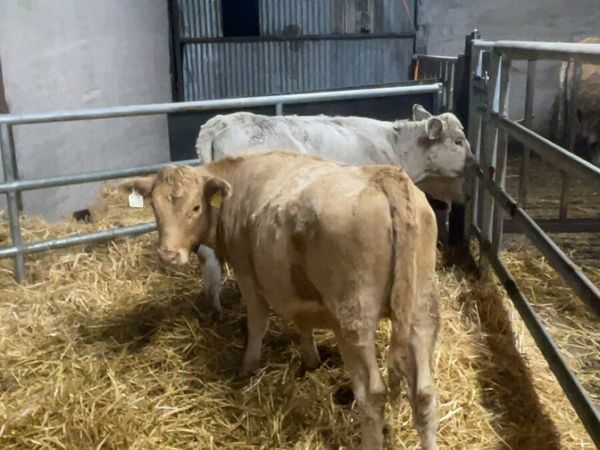 Charolais heifers - Main image