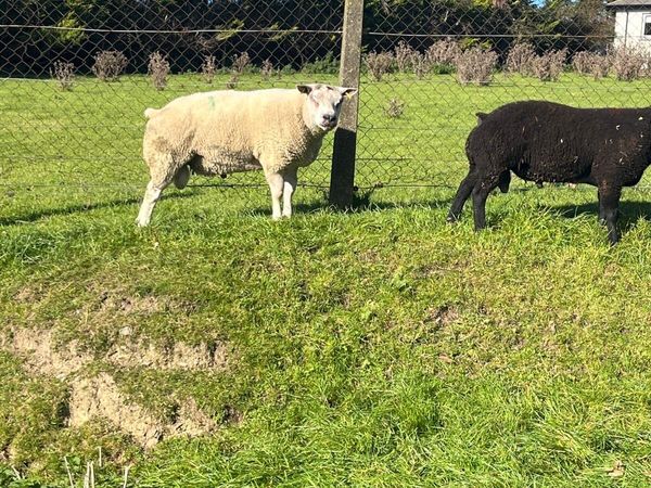 Beltex and Blue Texel Rams - Main image