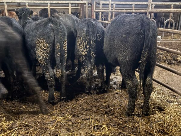 20 smashing Angus bulls - Main image