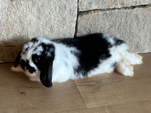 Mini lop rabbit - Main image