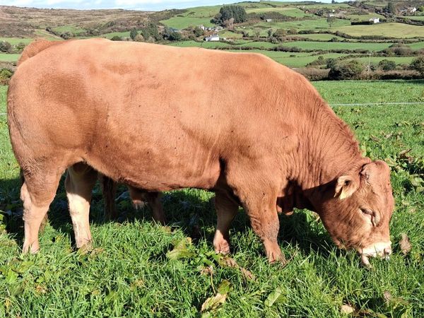 Easy Calving  PBR Limousin Bull   🌟 🌟 🌟 🌟 🌟 - Main image