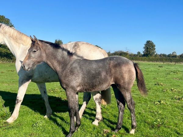 Super filly by Call Me Number One - Main image