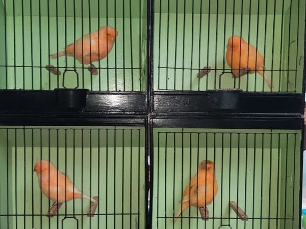 Norwich canaries - Main image