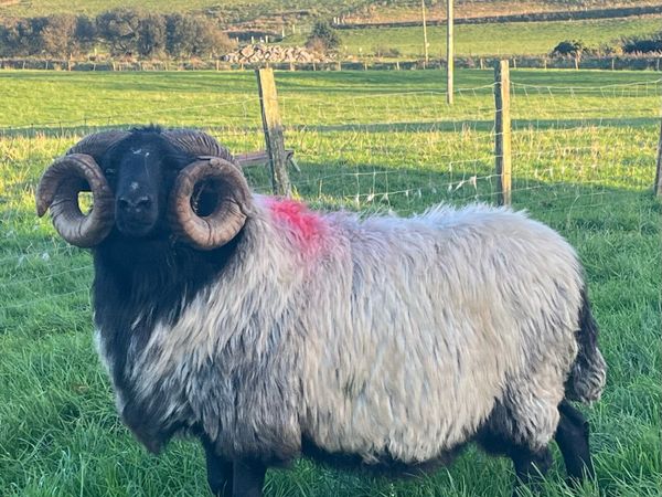 Mayo mountain aged ram - Main image