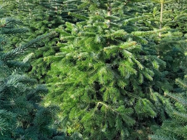 Normanda, Christmas trees. - Main image