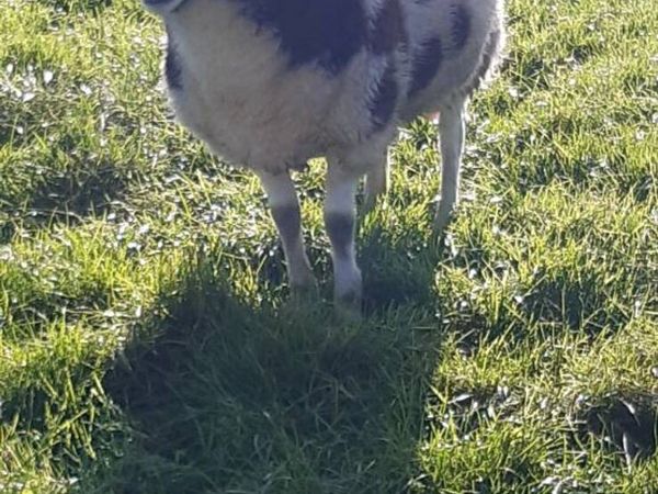 Jacob sheep - Main image