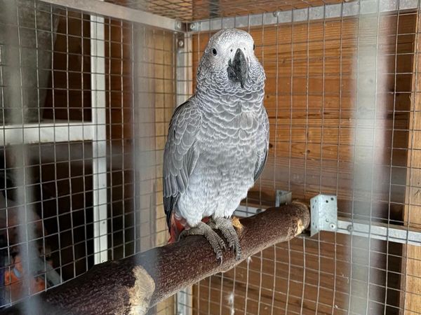 Bird cage - Main image