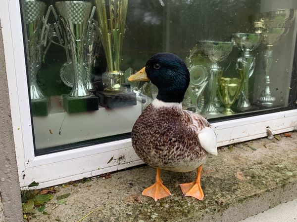 Call ducks - Main image