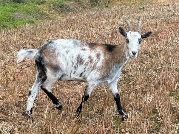 She goat ,,, and castered male goat - Main image