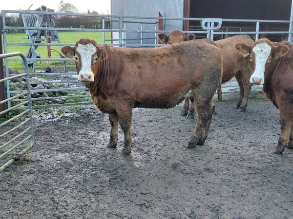 In calf heifers - Main image