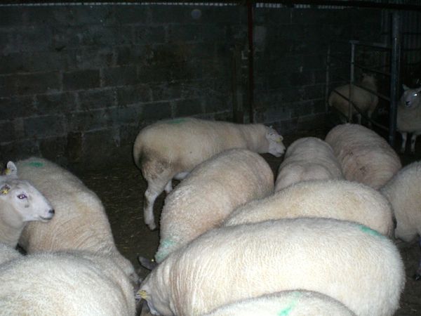Sheep - Main image