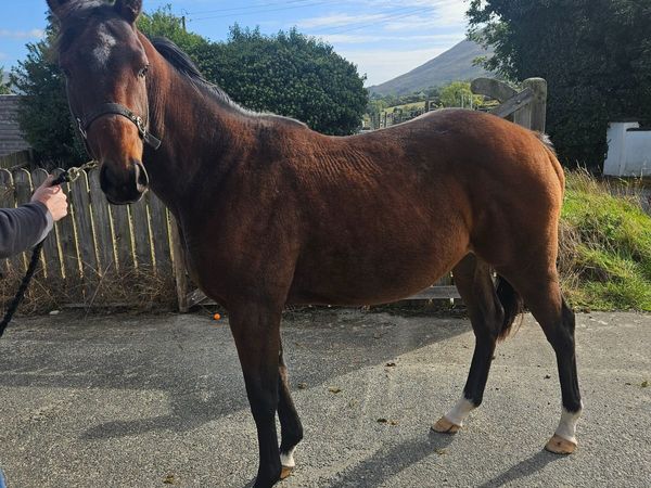 Alkumait filly - Main image