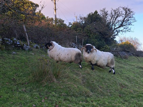 3 year old Blackfaced Perth Ram. - Main image