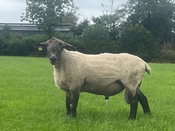 Suffolk x blue leicester ram - Main image