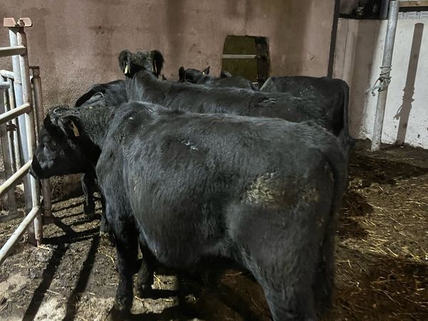6 Angus bullocks 240kg - Main image