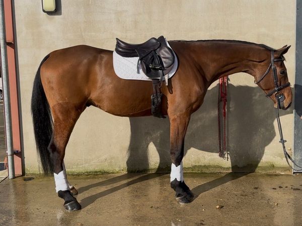 17h rising 5 yo ISH gelding - Main image