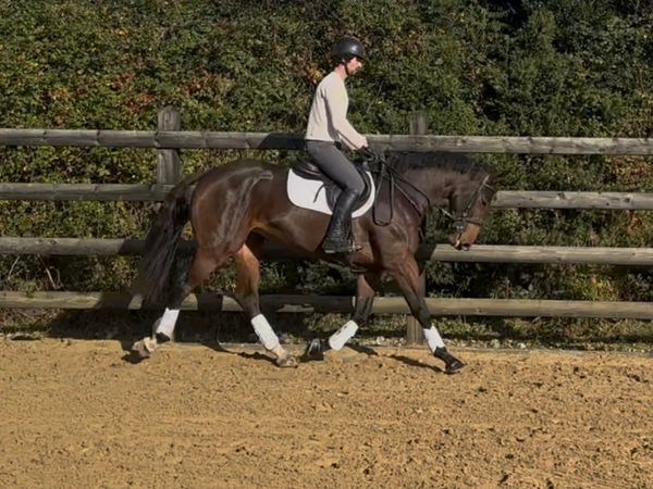 16h rising 5 yo TIH mare - Main image
