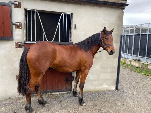 2 Year old Connemara Pony - Main image