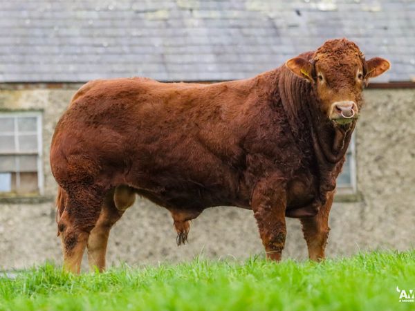 Pedigree Limousin Bulls - Main image