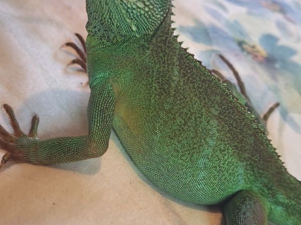 Chinese water dragon - Main image