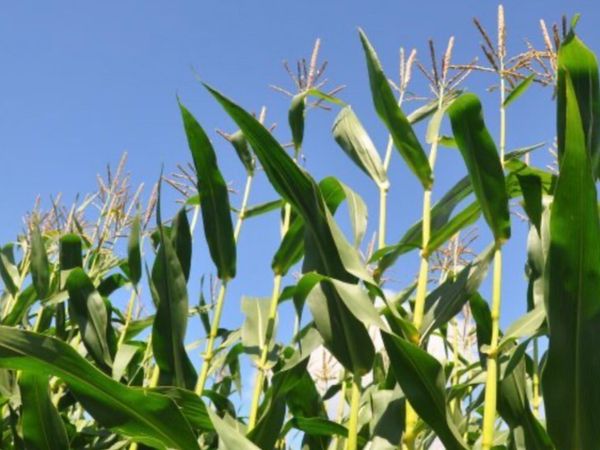Maize silage - Main image