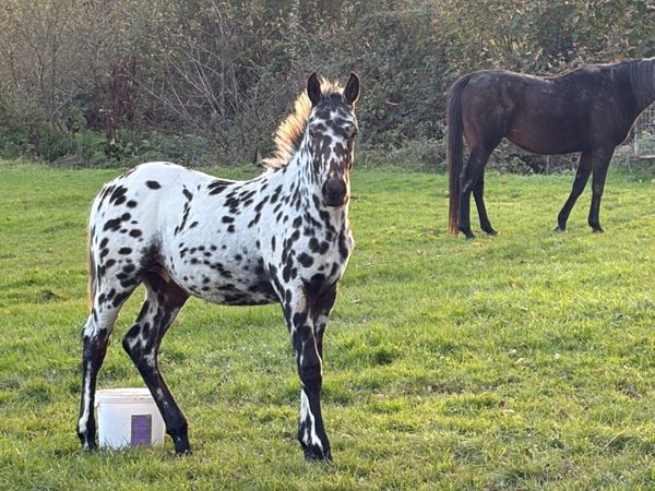 Foal - Main image