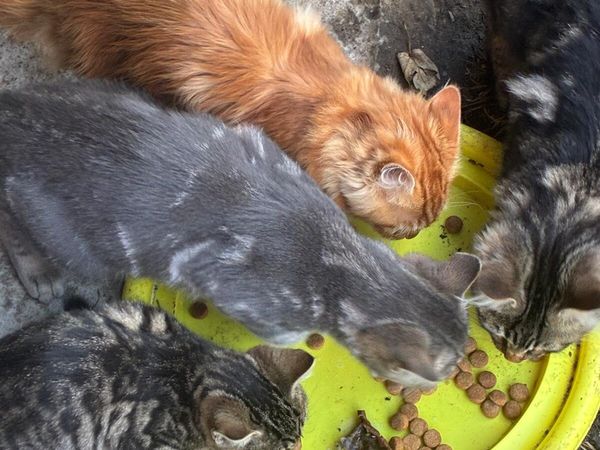 Kittens - Main image