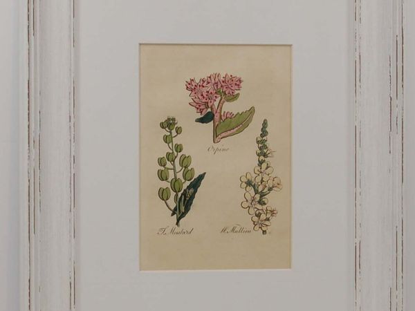Pair John Hill Antique Botanical Prints 1812 - Main image