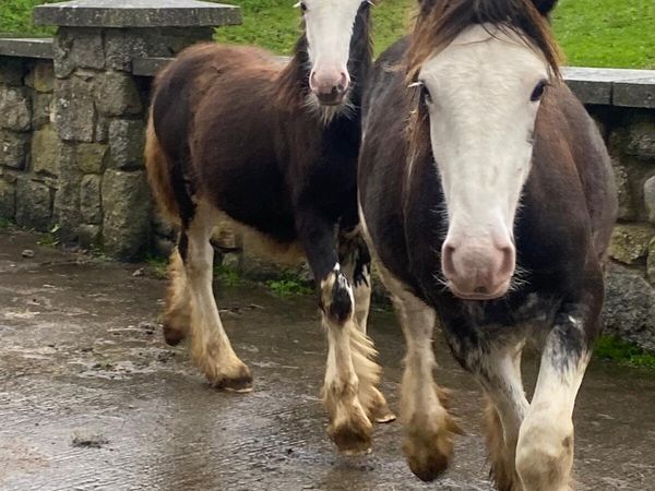 2 late colt foals - Main image