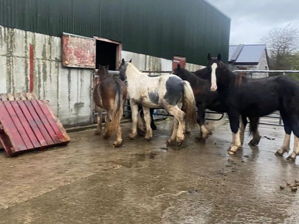 Yearling colts. - Main image