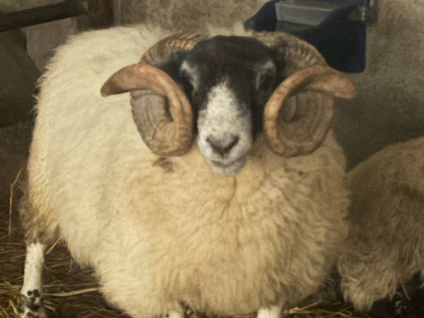 Ram - Main image