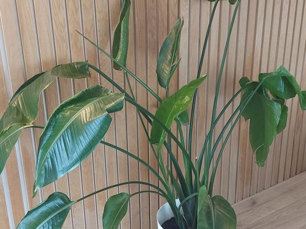Houseplant - Main image