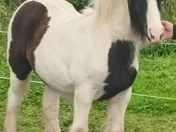 Horse - Main image