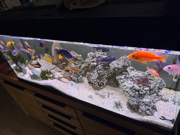 250L Fish Tank for Sale and excellent JBL Filter - Main image