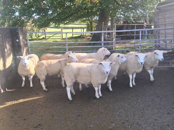 Texel hoggets - Main image