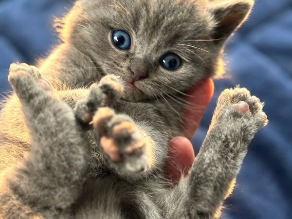 British Shorthairs - Main image