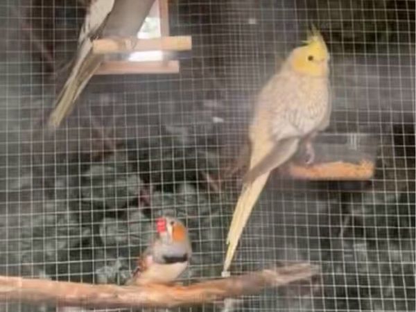 Breeding pair cockatiels - Main image