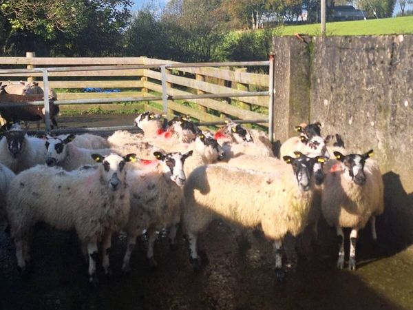 Mule hoggets - Main image