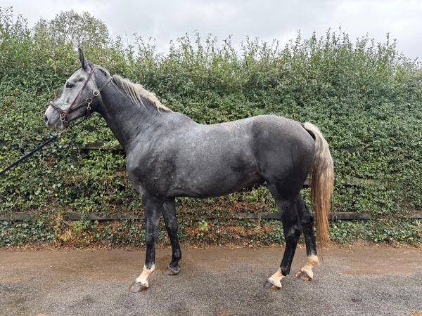 Horses - Main image