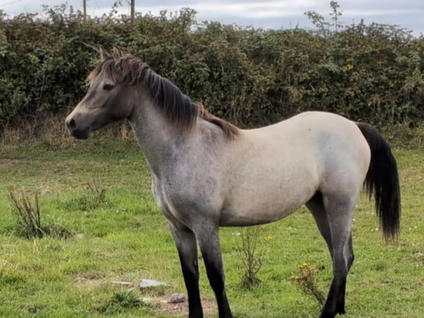 Connemara Roan Yearling Filly - Main image