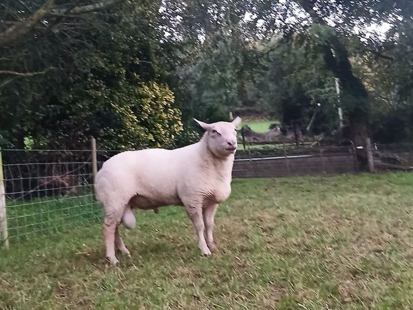 Purebred Charlaois Ram - Main image