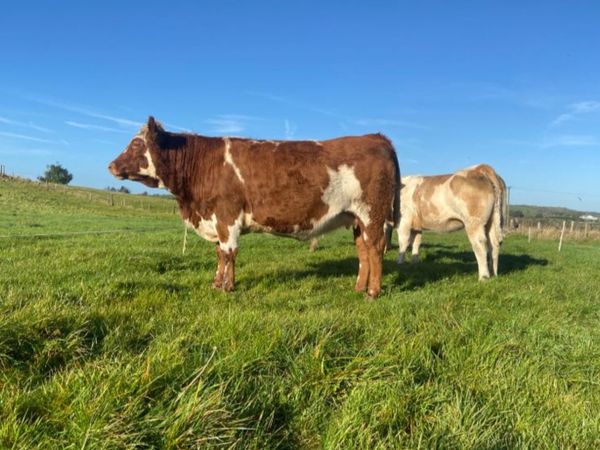Incalf Heifers - Main image