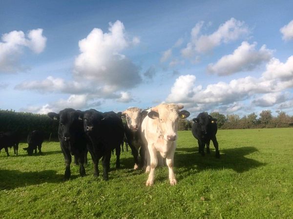 Bullocks - Main image