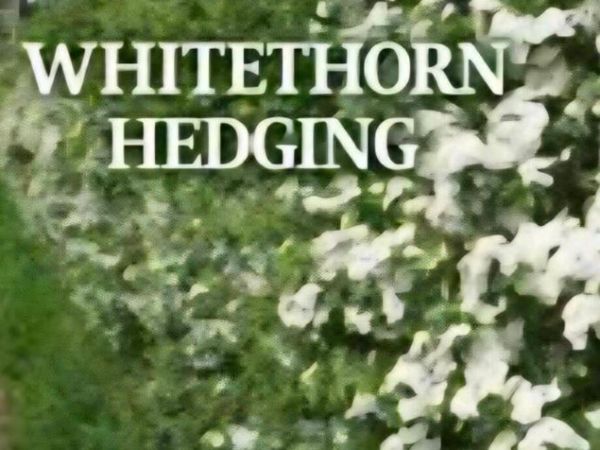 Bareroot whitetorn hedging for sale - Main image