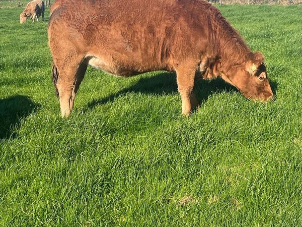 Breeding heifers - Main image