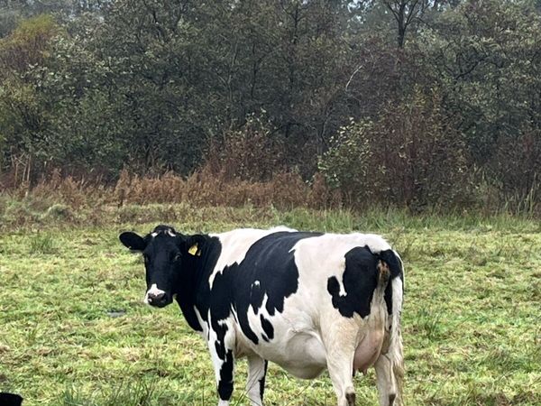 In calf heifer - Main image