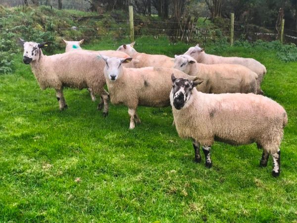 Rams - Texel,Rouge, Aberfield and Blue Leicester - Main image