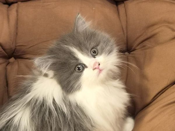 Maine Coon, Scottish Longhair Cross Kittens - Main image